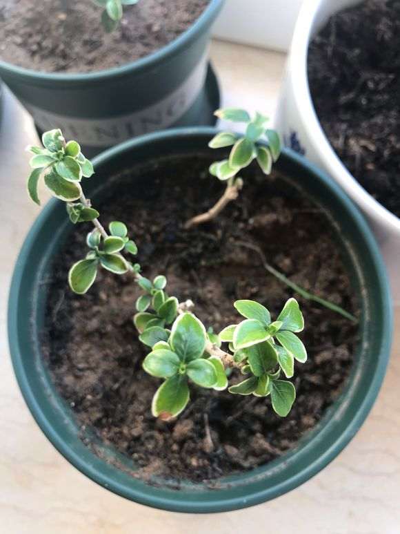 金边六月雪叶子干枯了 怎么办 图片