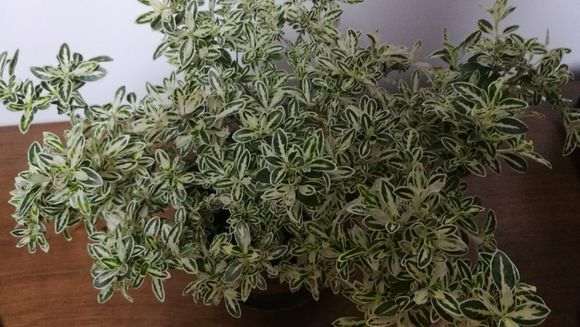 六月雪下山桩叶子怎么这么白 图片