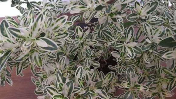 六月雪下山桩叶子怎么这么白 图片