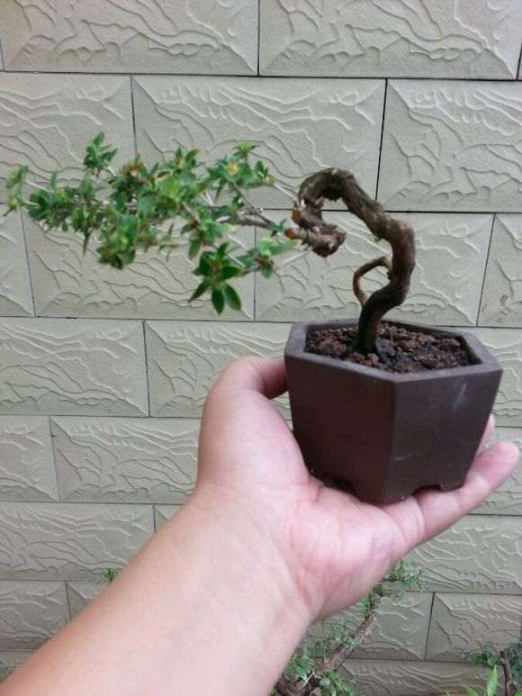 六月雪下山桩发芽了 怎么样 图片