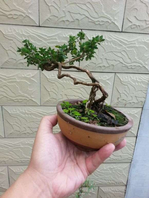 六月雪下山桩发芽了 怎么样 图片