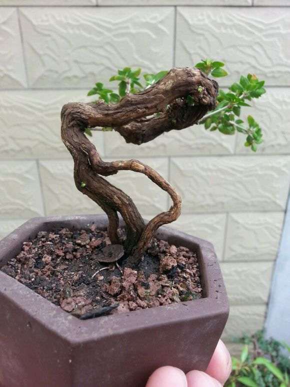 六月雪下山桩发芽了 怎么样 图片