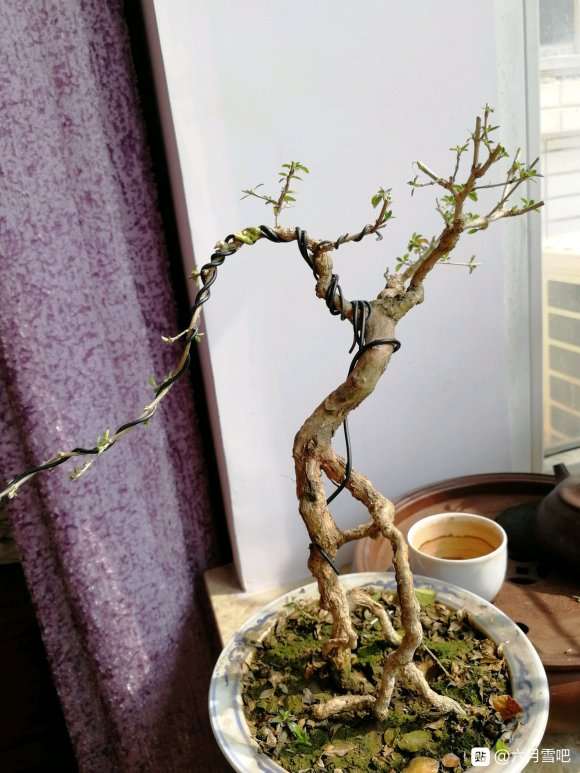 六月雪下山桩玩成这样了 怎么办 图片