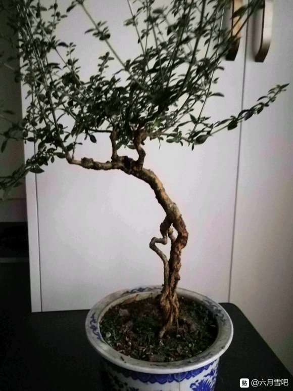 六月雪下山桩玩成这样了 怎么办 图片