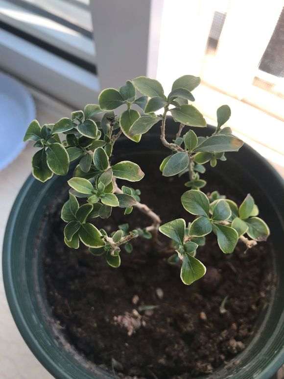 六月雪下山桩叶子焉了 怎么办 图片