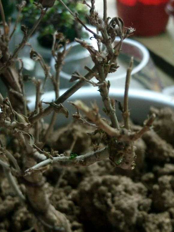 六月雪下山桩叶子焉了 怎么办 图片