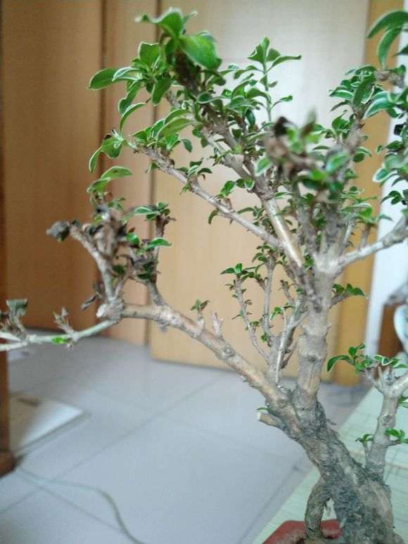 六月雪下山桩叶片发黑枯萎 怎么办 图片