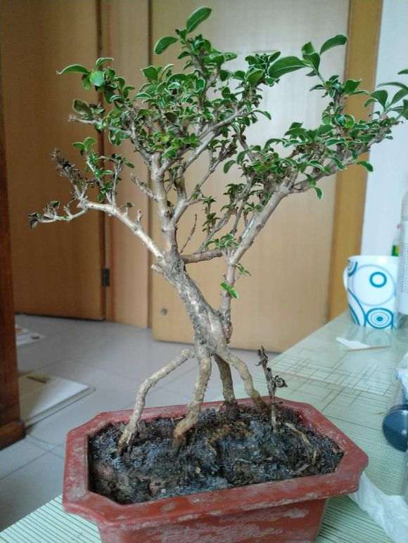 六月雪下山桩叶片发黑枯萎 怎么办 图片