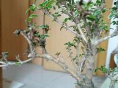 六月雪下山桩叶片发黑枯萎 怎么办 图片