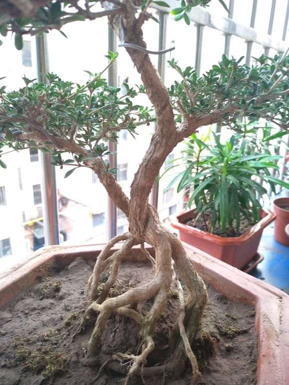 夏天六月雪下山桩叶子变黄落叶 怎么办