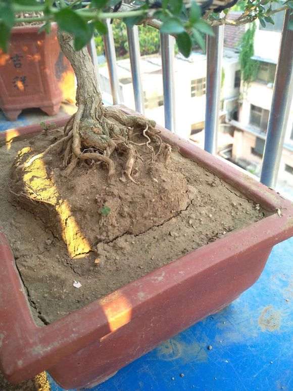 夏天六月雪下山桩叶子变黄落叶 怎么办