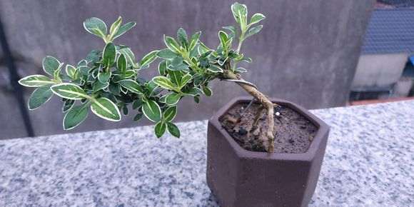 夏天六月雪下山桩叶子变黄落叶 怎么办