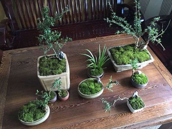 为什么秋天六月雪下山桩要施肥 图片