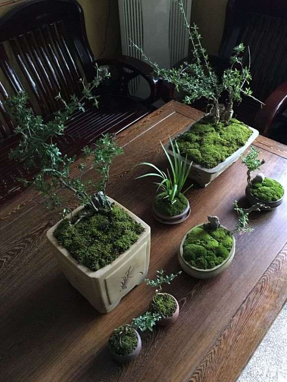 为什么秋天六月雪下山桩要施肥 图片