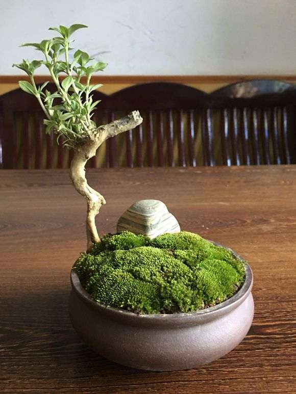 为什么秋天六月雪下山桩要施肥 图片