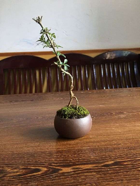 为什么秋天六月雪下山桩要施肥 图片