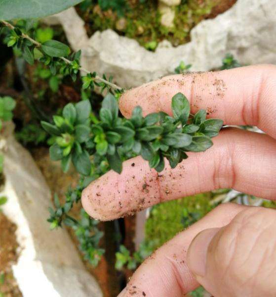 六月雪下山桩 怎么造型好点 图片