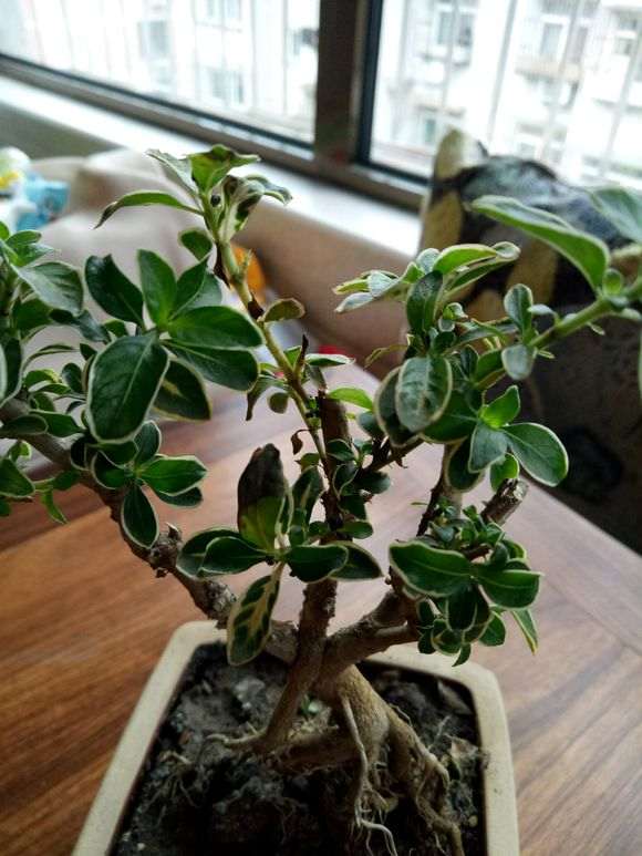 六月雪下山桩 枯叶落叶 怎么办 图片
