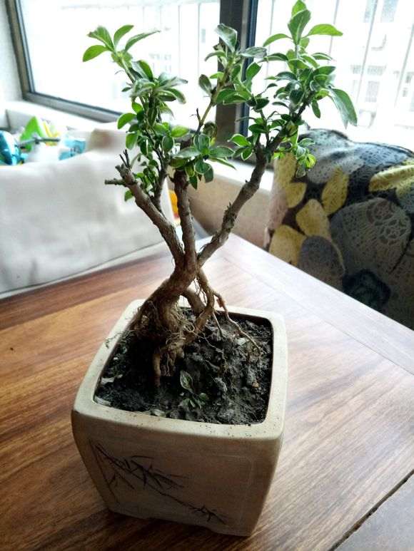 六月雪下山桩 枯叶落叶 怎么办 图片