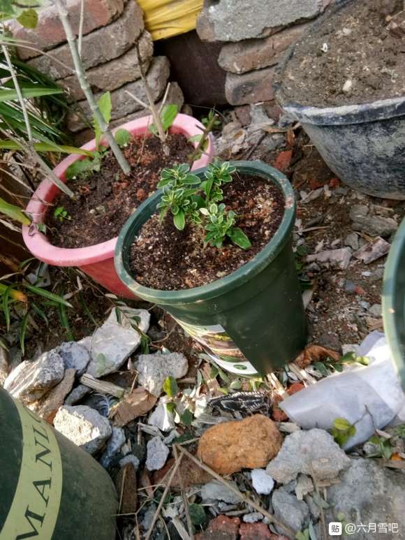 去年扦插的六月雪下山桩 怎么样 图片