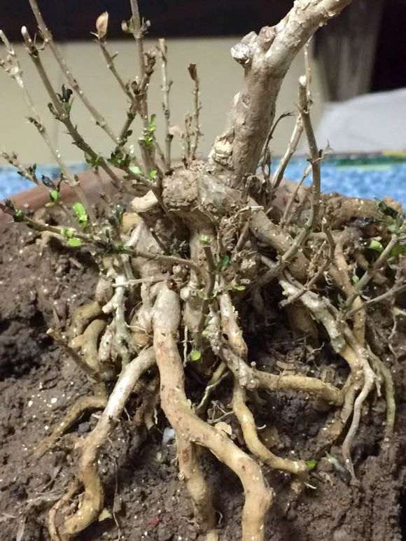 六月雪下山桩一般几月发芽 图片