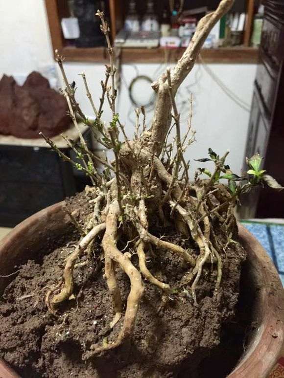 六月雪下山桩一般几月发芽 图片