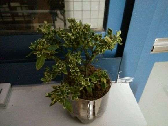 六月雪下山桩叶子发蔫 怎么救 图片