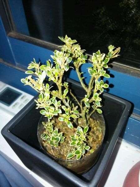 六月雪下山桩叶子发蔫 怎么救 图片