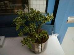 六月雪下山桩叶子发蔫 怎么救 图片