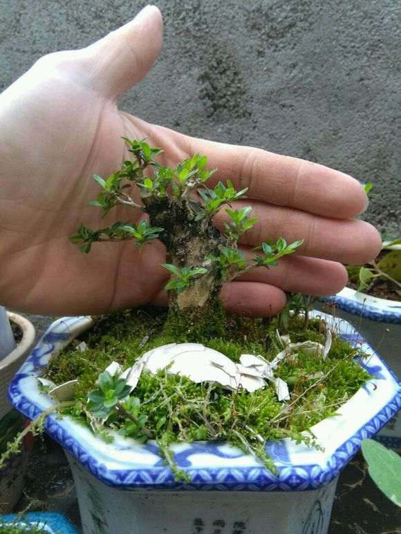 扦插六月雪下山桩冒芽了 怎么样 图片