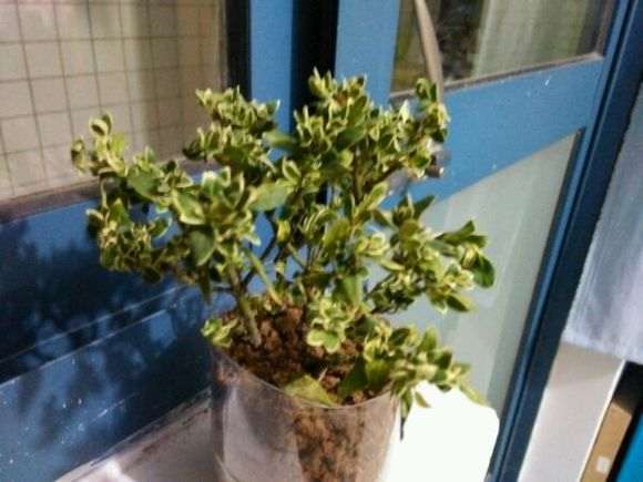 扦插六月雪下山桩冒芽了 怎么样 图片