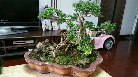 金边六月雪盆景 600元 贵吗 图片