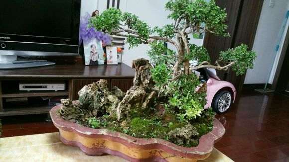 金边六月雪盆景 600元 贵吗 图片