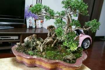 金边六月雪盆景 600元 贵吗 图片