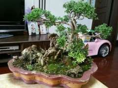 六月雪下山桩怎么用生根粉的方法 图片