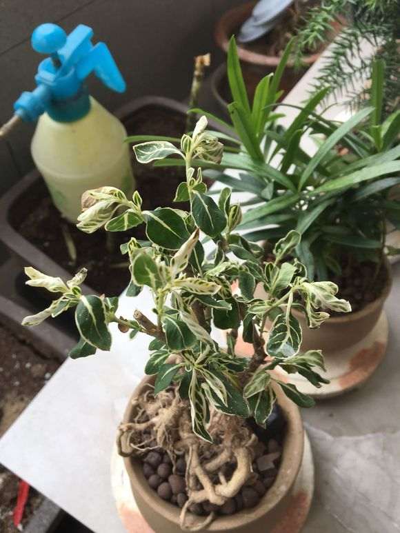 六月雪下山桩叶子卷了 什么原因 图片