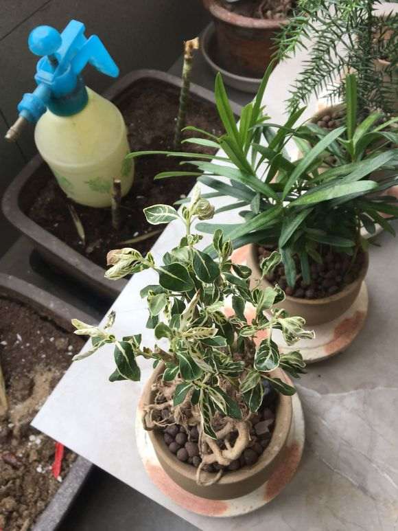 六月雪下山桩叶子卷了 什么原因 图片