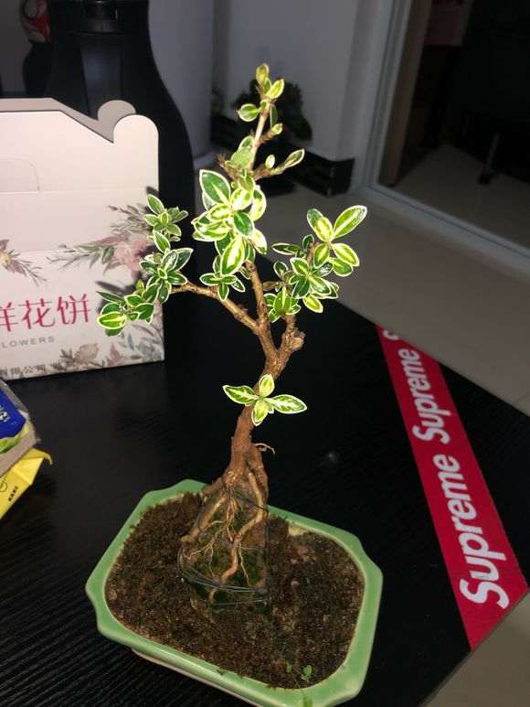 为什么六月雪下山桩叶子发黑 图片