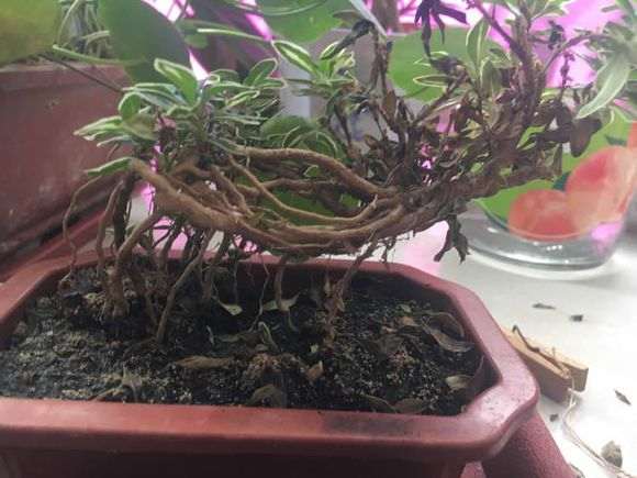 六月雪下山桩叶子都干了 怎么办 图片