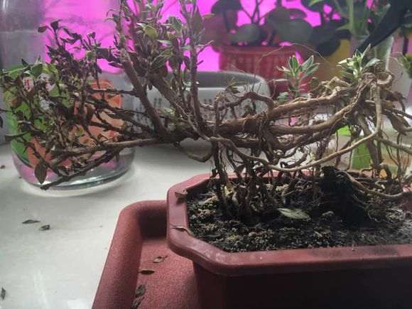 六月雪下山桩叶子都干了 怎么办 图片