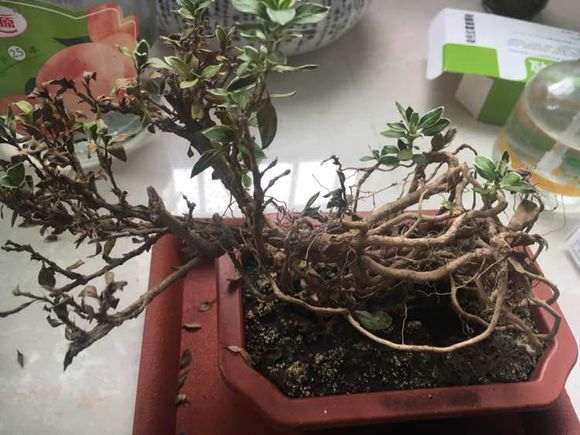 六月雪下山桩叶子都干了 怎么办 图片