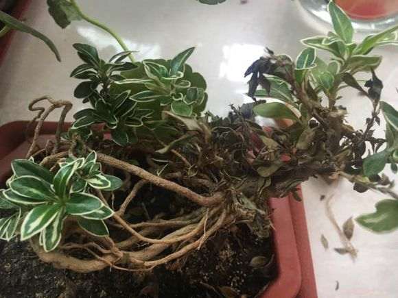 六月雪下山桩叶子都干了 怎么办 图片