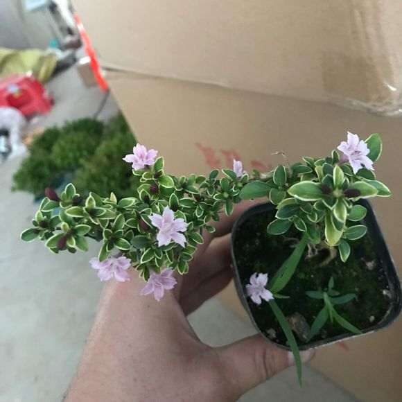 红花六月雪下山桩 开花了 怎么样 图片