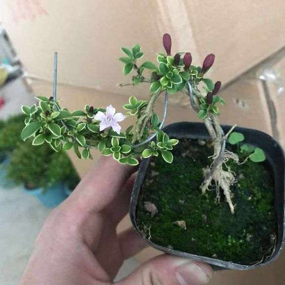 红花六月雪下山桩 开花了 怎么样 图片