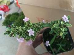 红花六月雪下山桩 开花了 可以吗 图片