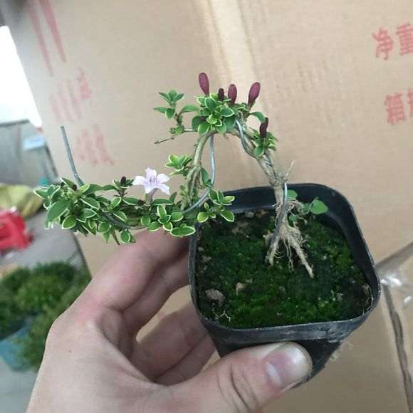 金边六月雪下山桩叶子大是怎么回事 图片