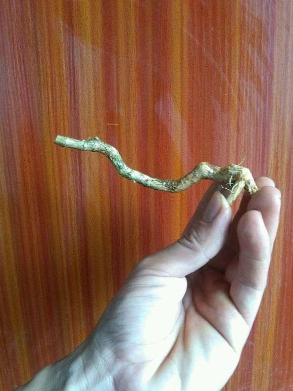 迷你六月雪下山桩可以直接上盆吗 图片