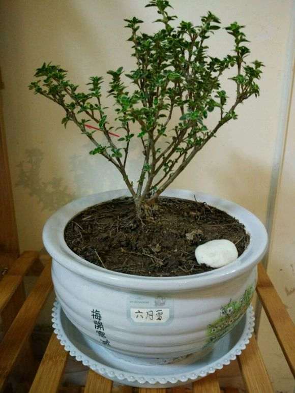 六月雪下山桩怎么晒太阳的方法 图片