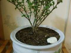 六月雪下山桩怎么晒太阳的方法 图片