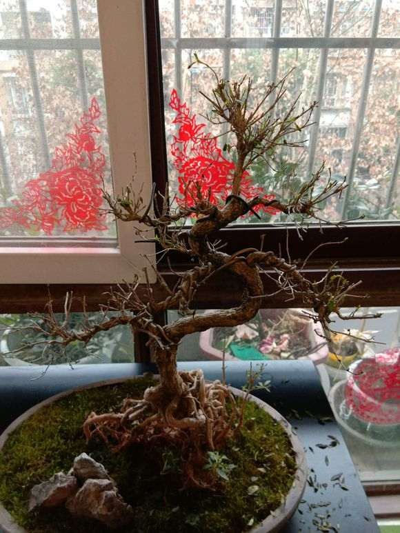 六月雪下山桩叶子都快掉光了怎么办